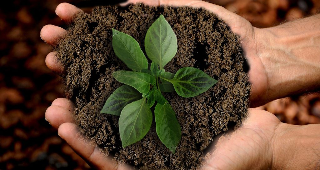 Hands holding healthy soil with growing leaves in hand.