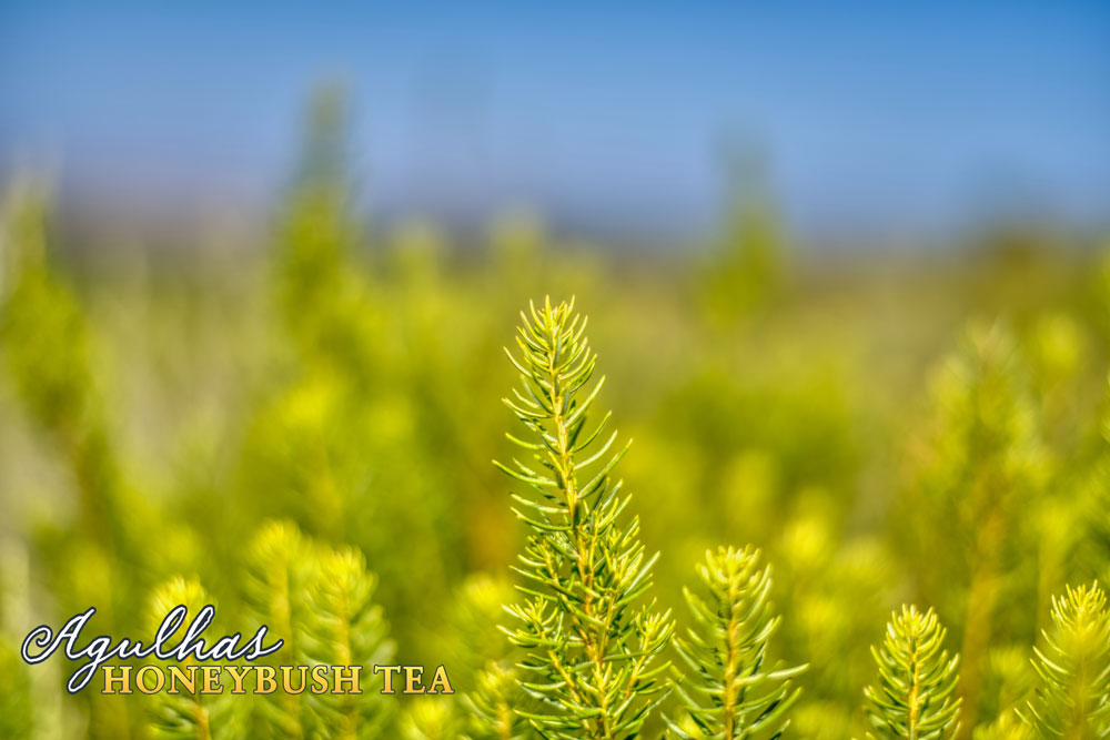 A macro photography of Agulhas Honeybush tea against a bright blue sky.